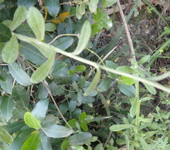 Helichrysum umbraculigerum