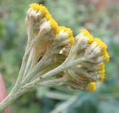 Helichrysum umbraculigerum