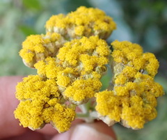 Helichrysum umbraculigerum