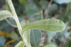 Helichrysum umbraculigerum