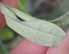Helichrysum umbraculigerum