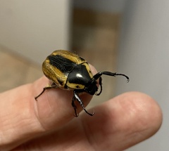 Chondropyga dorsalis