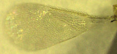 Aphytis