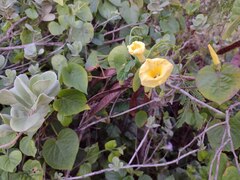 Ipomoea ochracea