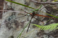 Telephlebia godeffroyi