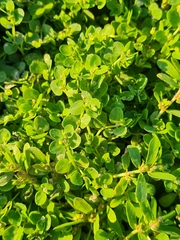 Euphorbia serpens