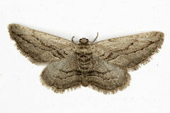 Ekboarmia atlanticaria