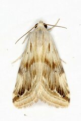 Eublemma ostrina