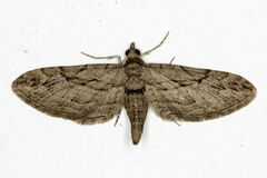 Eupithecia phoeniceata