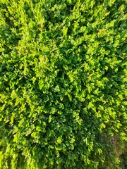 Euphorbia serpens