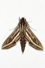 Hippotion celerio