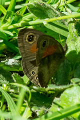 Cassionympha cassius