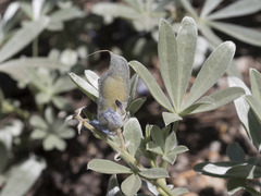 Lupinus obtusilobus