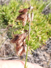 Thamnochortus glaber
