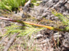 Thamnochortus glaber