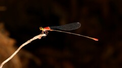 Teinobasis rufithorax