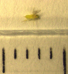 Aphytis