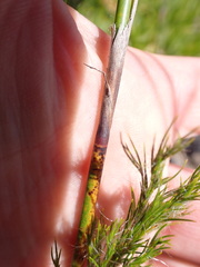 Thamnochortus glaber