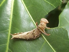 Phaedyma shepherdi