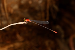 Teinobasis rufithorax