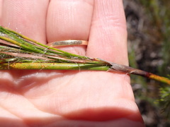 Thamnochortus glaber