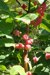 Euonymus hamiltonianus sieboldianus
