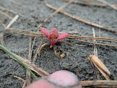 Tetragonia trigyna