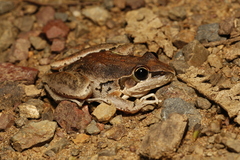 Litoria latopalmata