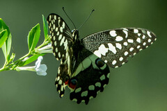 Papilio demodocus
