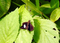 Notocrypta paralysos