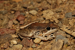 Litoria latopalmata