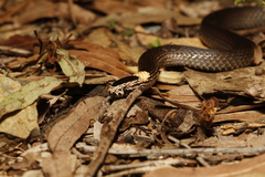Cacophis harriettae