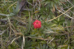 Gentianella rupicola