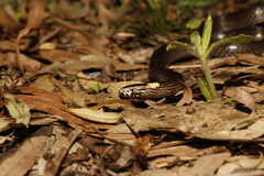 Cacophis harriettae