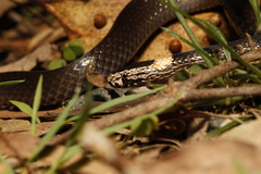 Cacophis harriettae