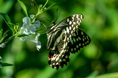 Papilio demodocus