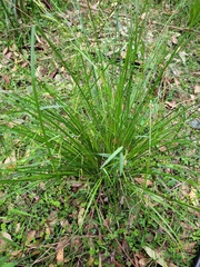 Carex longebrachiata