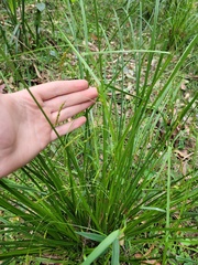 Carex longebrachiata
