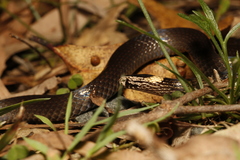 Cacophis harriettae