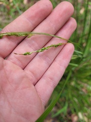 Carex longebrachiata