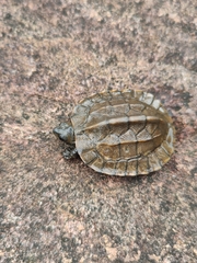 Melanochelys trijuga