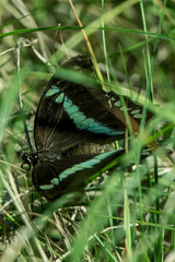 Papilio nireus