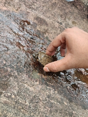 Melanochelys trijuga