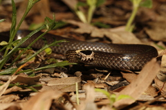 Cacophis harriettae