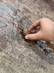 Melanochelys trijuga