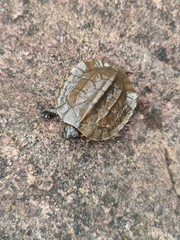 Melanochelys trijuga
