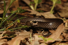 Cacophis harriettae