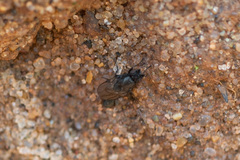 Limosininae