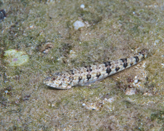 Synodus dermatogenys