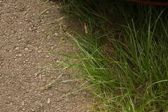 Cyperus stoloniferus